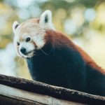 去眼袋的妙招大揭密：輕鬆擺脫熊貓眼