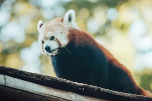 去眼袋的妙招大揭密：輕鬆擺脫熊貓眼